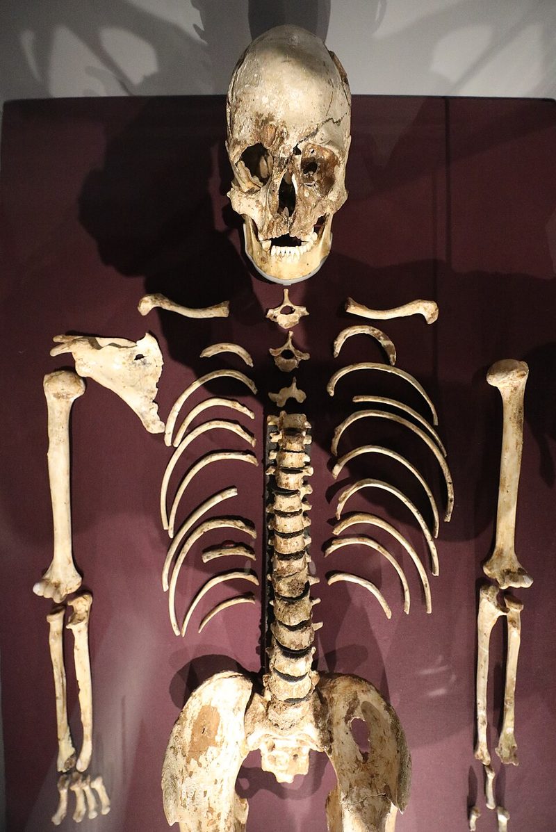 Museum reconstruction of Cheddar Man's head and upper body, based on his skeletal remains and 2018 DNA analysis