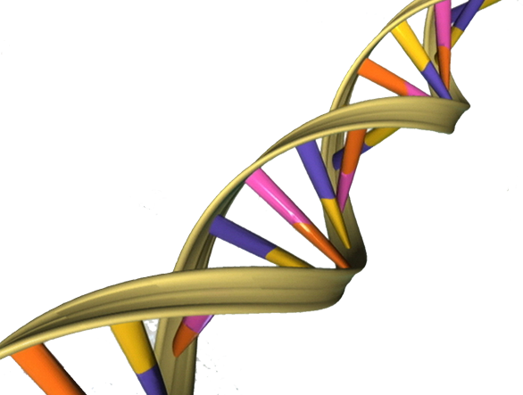 Illustration of the DNA double helix structure