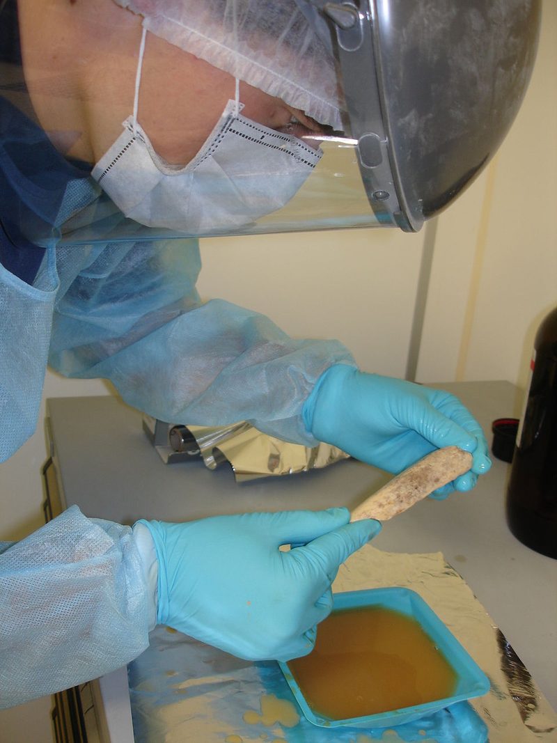Researcher extracting ancient DNA from a bone sample in a dedicated ancient-DNA laboratory